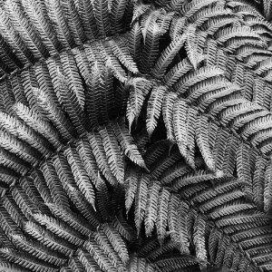 Cyathea-Cooperi-02-copia