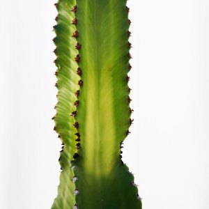 MG_0362-copia