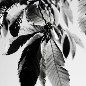 MG_0708-copia-2