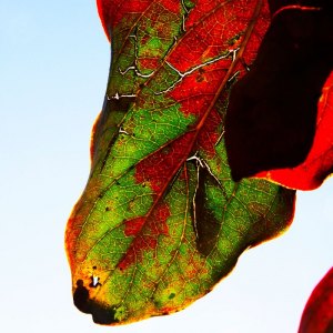 MG_0760-copia