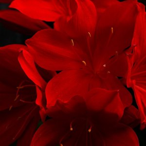 MG_1027-copia