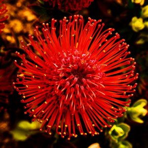 MG_1709-copia