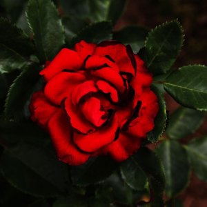 MG_2507-copia