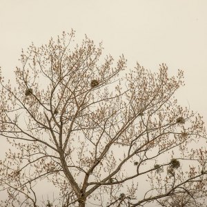MG_7406-b-copia