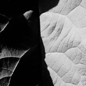 MG_7508a-copia