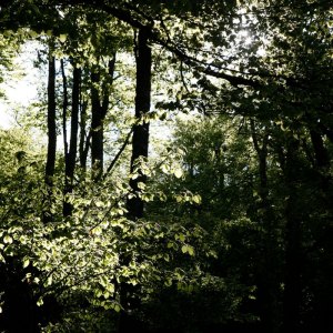 MG_8064-copia