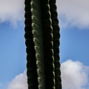 MG_8184-copia