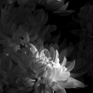 MG_8857-copia