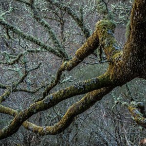 Quercus-branch-copia-2