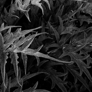 nature-220-copia